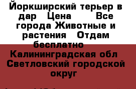 Йоркширский терьер в дар › Цена ­ 1 - Все города Животные и растения » Отдам бесплатно   . Калининградская обл.,Светловский городской округ 